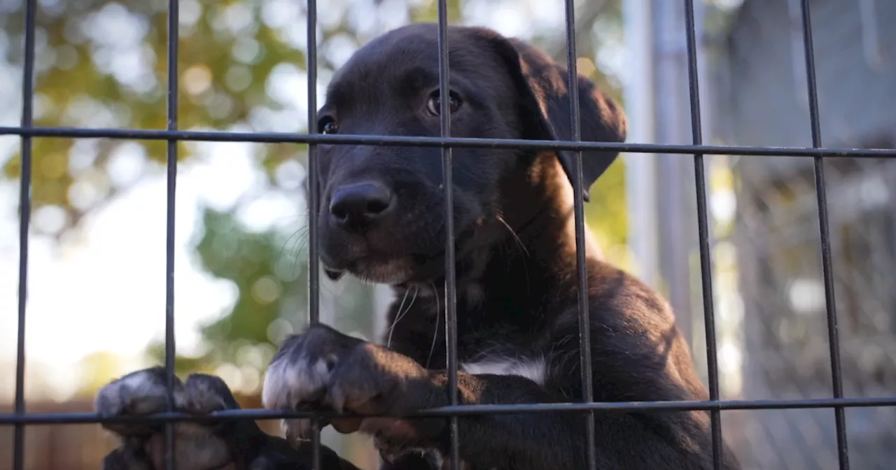 Big Bones Canine Rescue saves dogs from kill shelters, pairs them with Colorado families