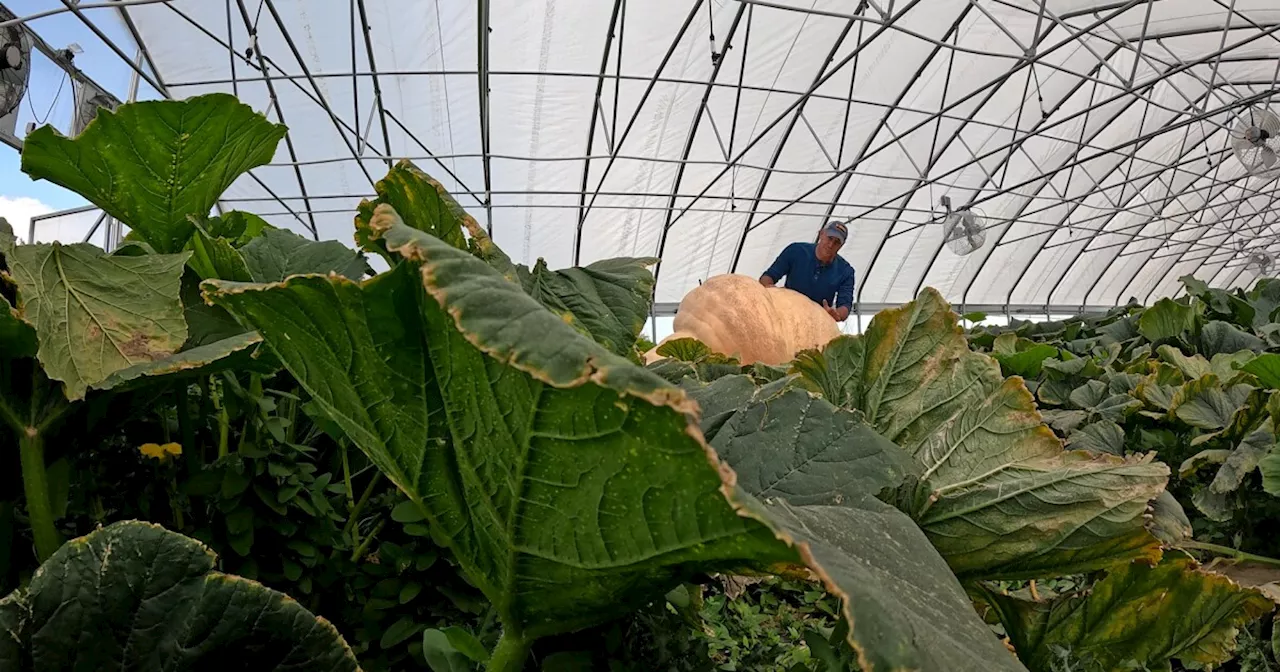 Oh my gourd! Aurora firefighter grows record-breaking 1-ton pumpkin