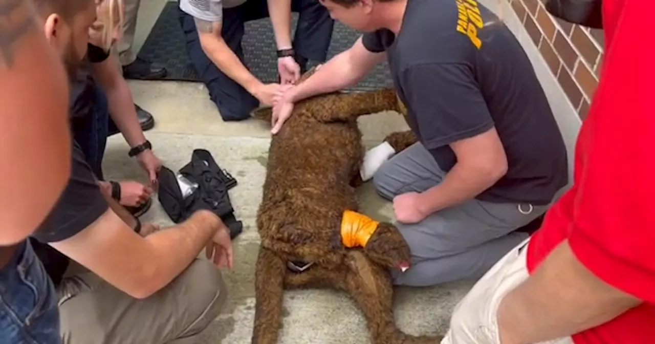 Free paws-on training provides lifesaving techniques to K9 officers and EMS professionals