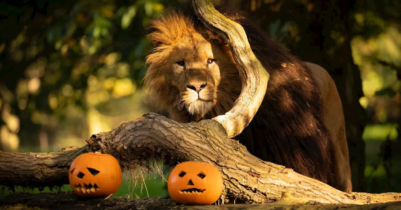 Knowsley Safari park transformed for Halloween as kids go free