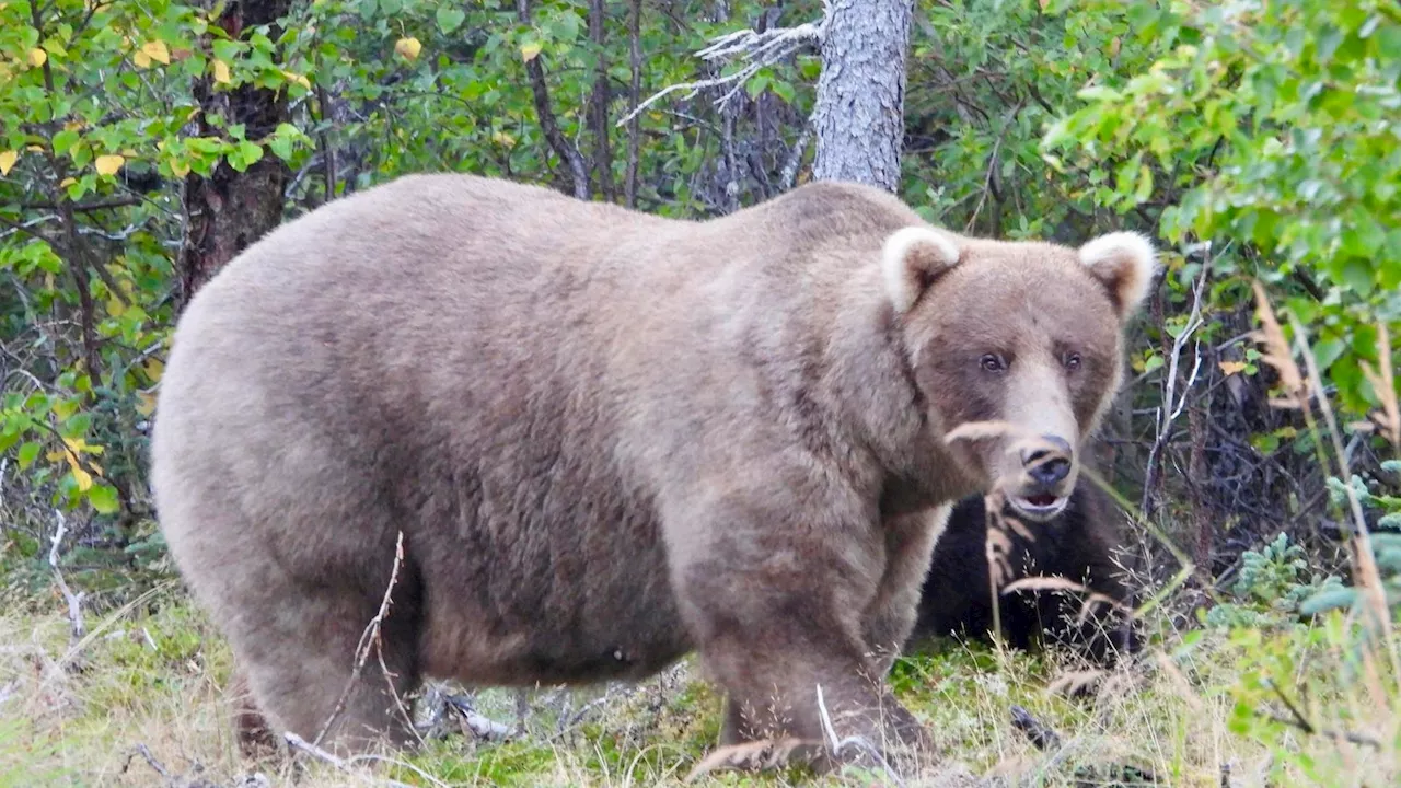 Fat Bear Week Crowns A Champion, And It Wasn’t Even Close