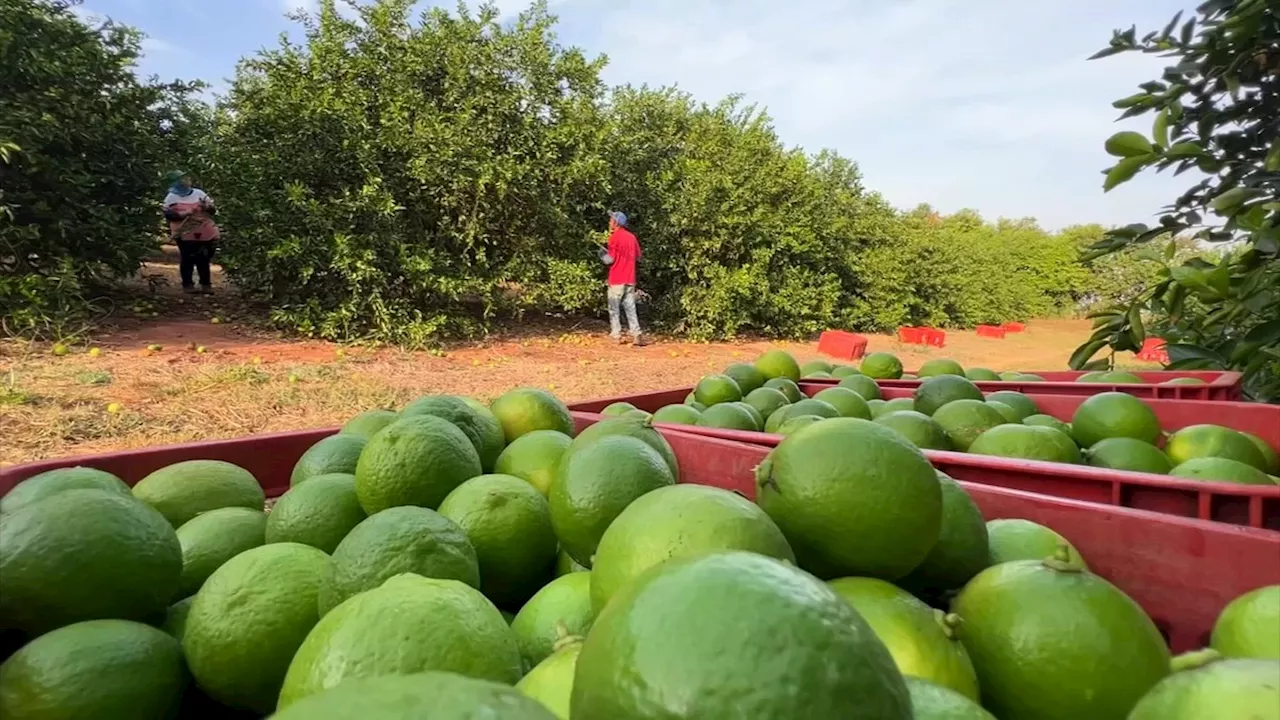 Preço do limão dispara 30%; veja outros alimentos que ficaram mais caros em setembro com a seca