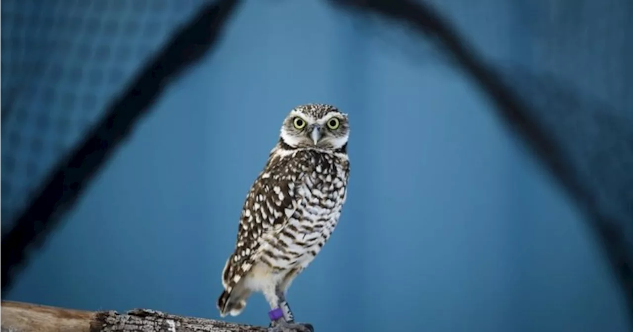 Grassland destruction on Canadian Prairies harming bird populations: report