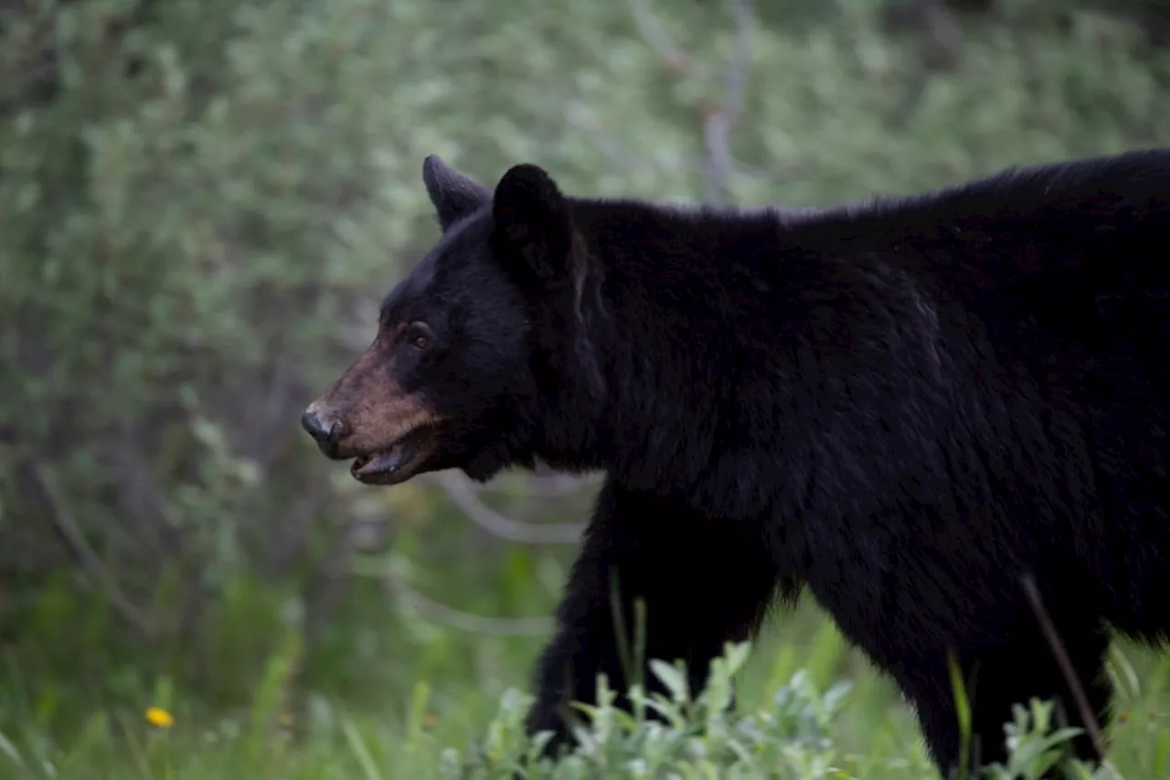 B.C. wildlife group offers $1,000 for arrest over dead black bears found without paws