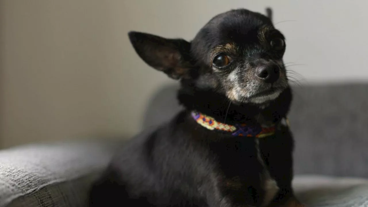 De funerales a gemas: así se despide actualmente a las mascotas