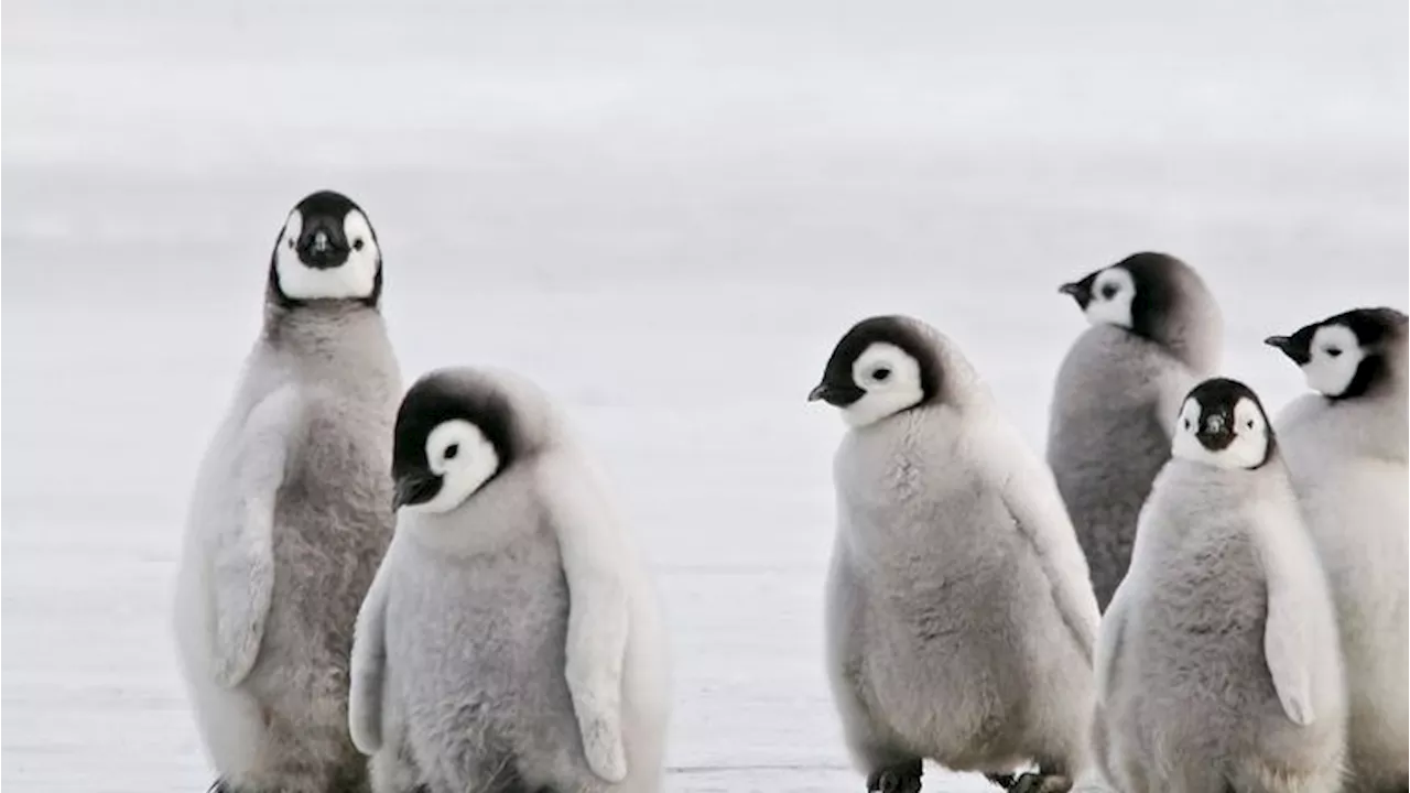 So grausam ist der Klimawandel - Baby-Pinguin-Wunder in Antarktis endet in Katastrophe