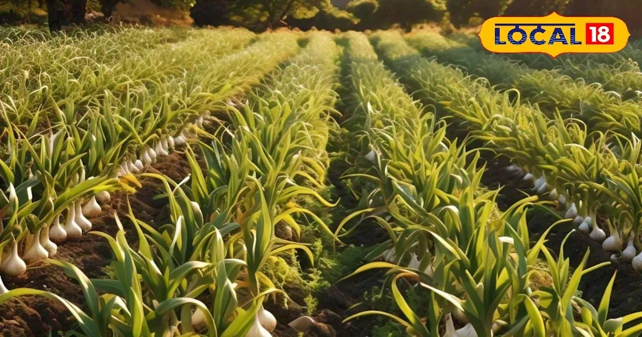 Garlic Farming : ठंडे इलाकों के लिए बेस्ट हैं लहसुन की ये 5 किस्में, 1 हेक्टेयर में मिलेगा 50 टन उत्पादन