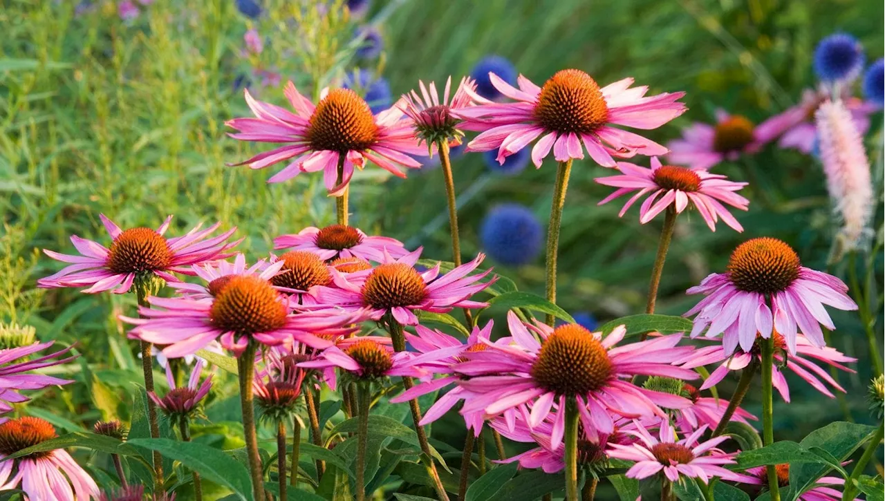 I segreti dell’echinacea, la pianta amica della salute