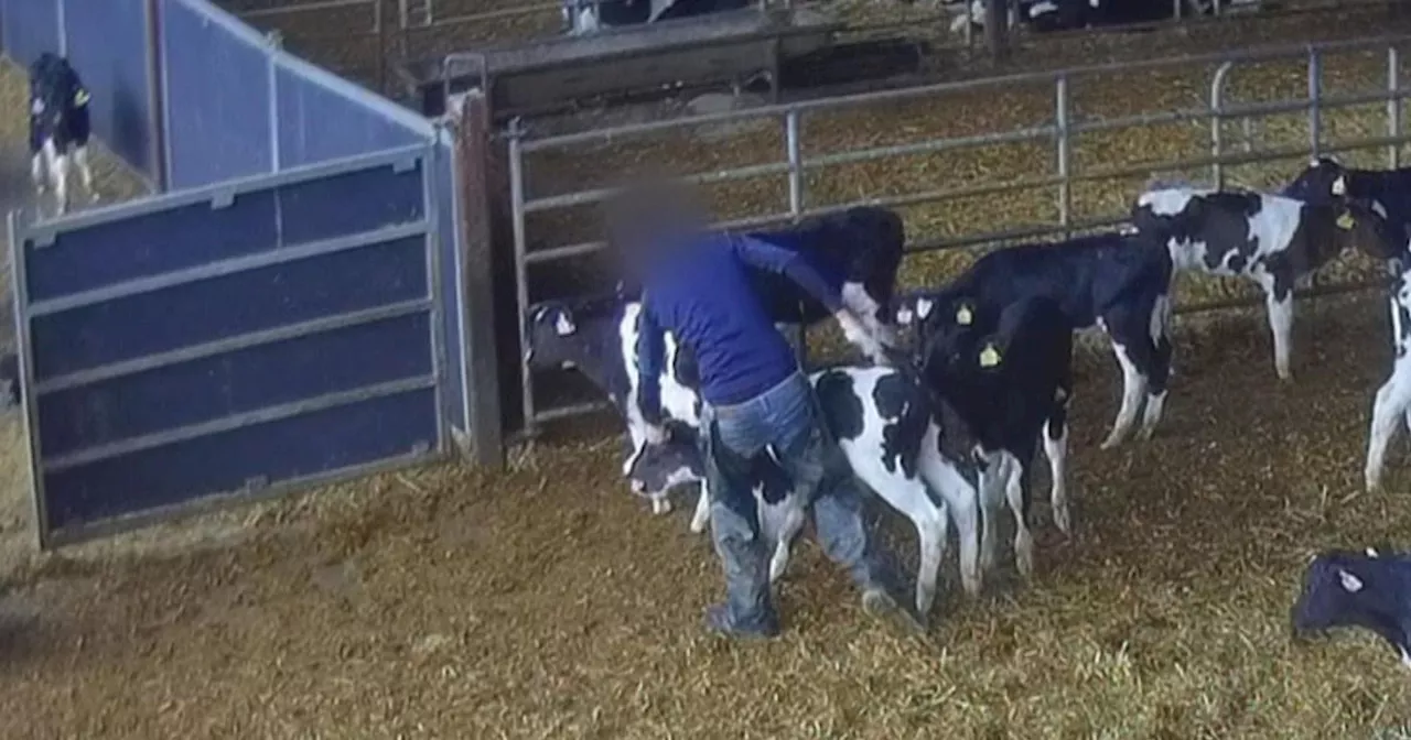 Secret RTE footage from cattle facility shows calves 'beaten' before export