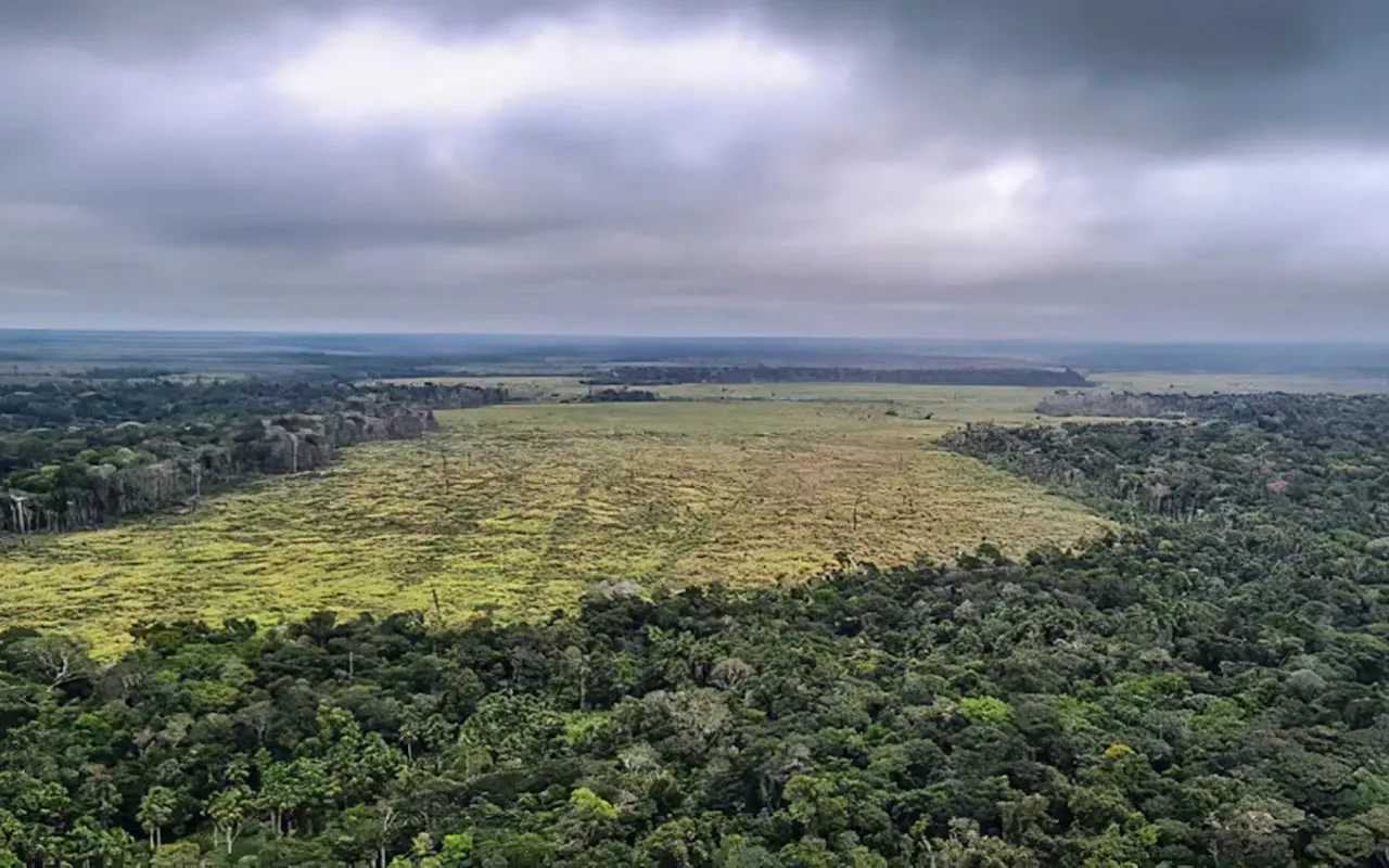 Exploração ilegal de madeira na Amazônia brasileira cresceu 19% em um ano