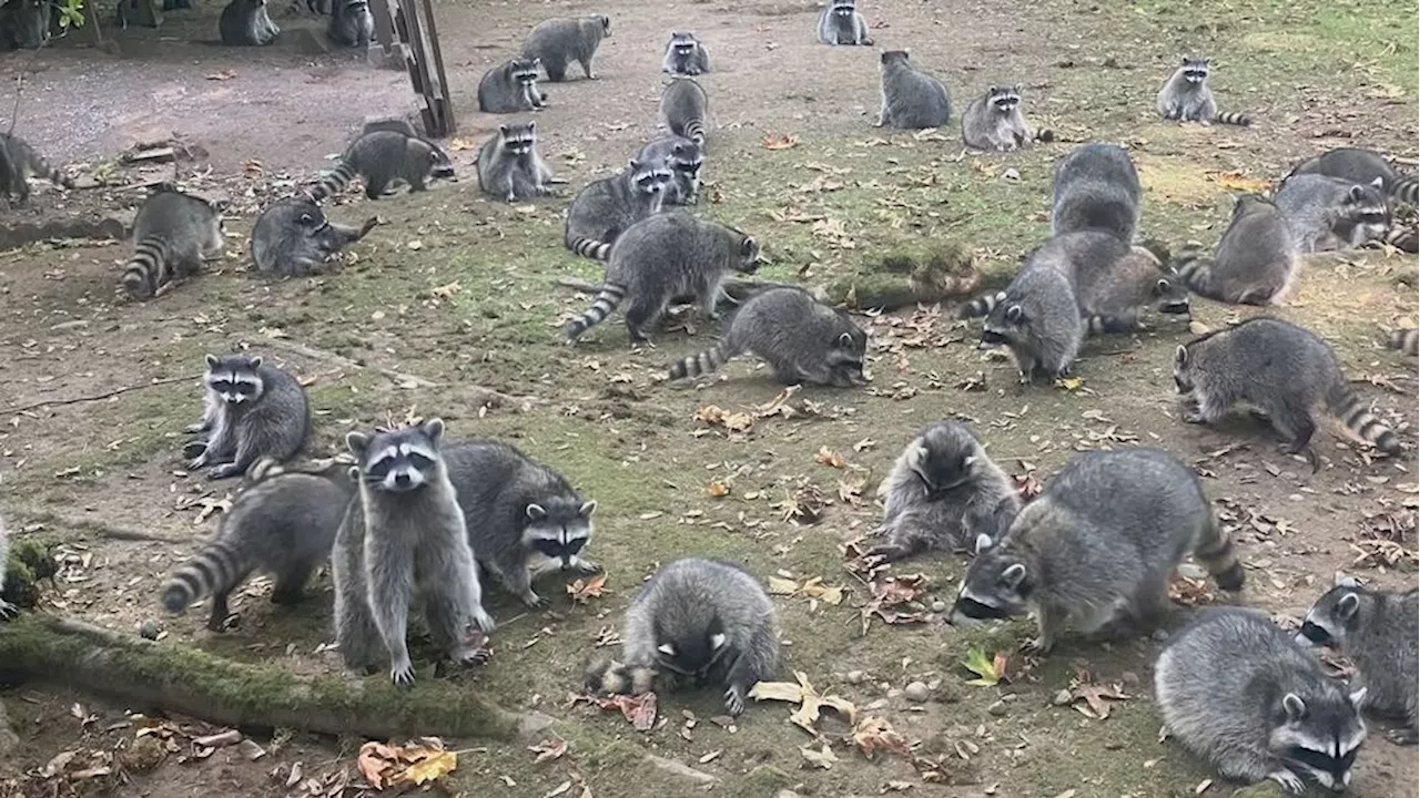 'Word got out in raccoon land': Wildlife operator helps address woman's raccoon problem