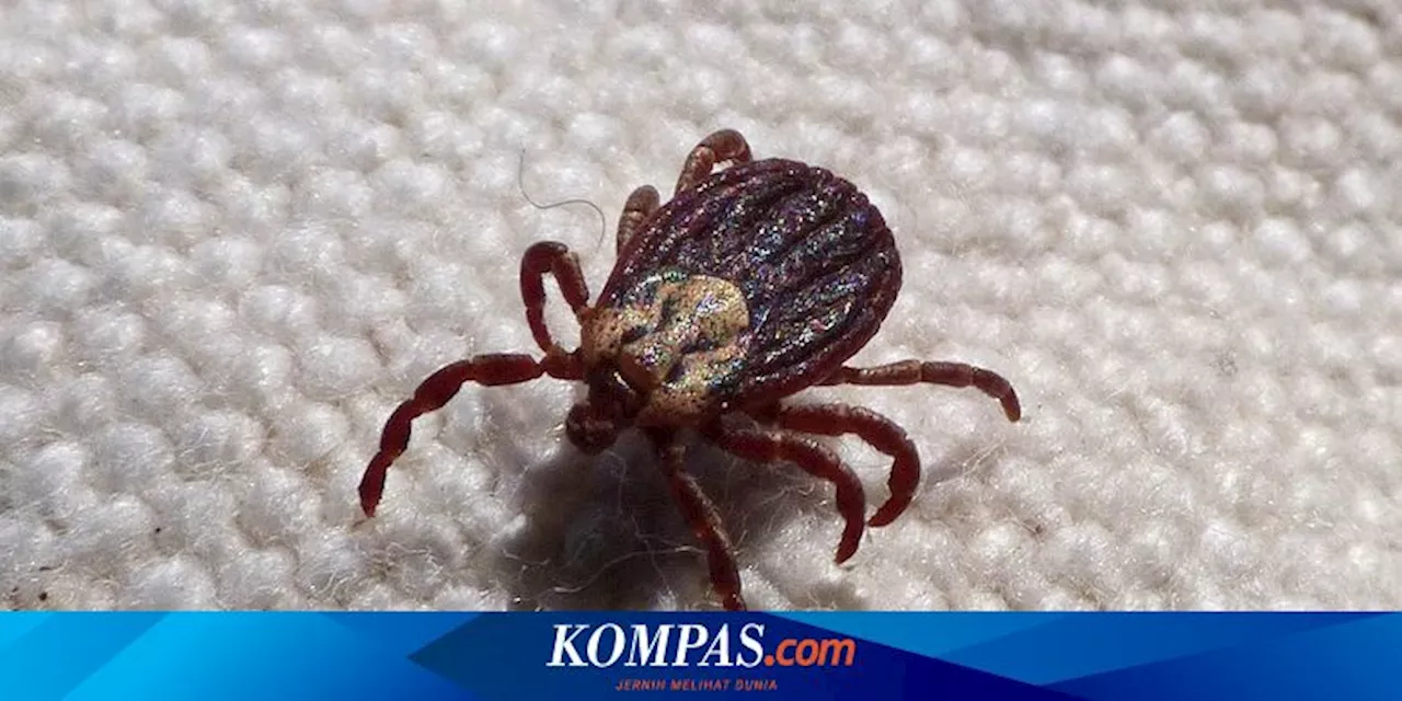 5 Cara Membasmi Kutu Kasur dengan Bahan Alami