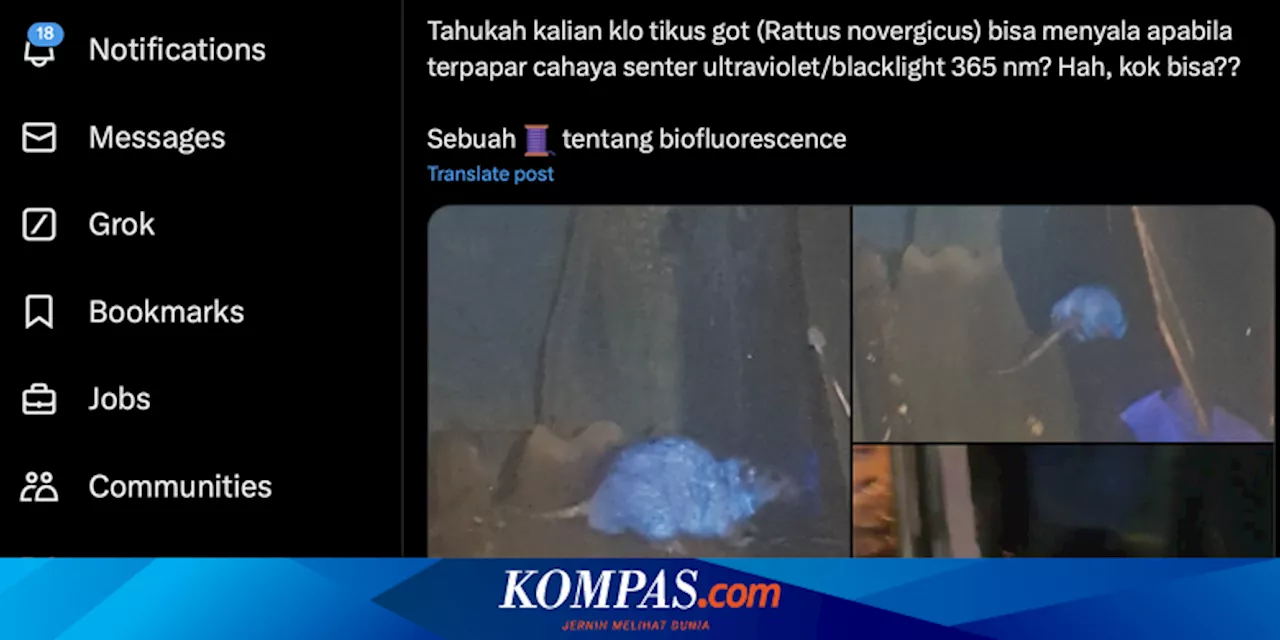 Tikus Got Disebut Akan Berwarna Biru Saat Terkena Sinar UV, Benarkah?