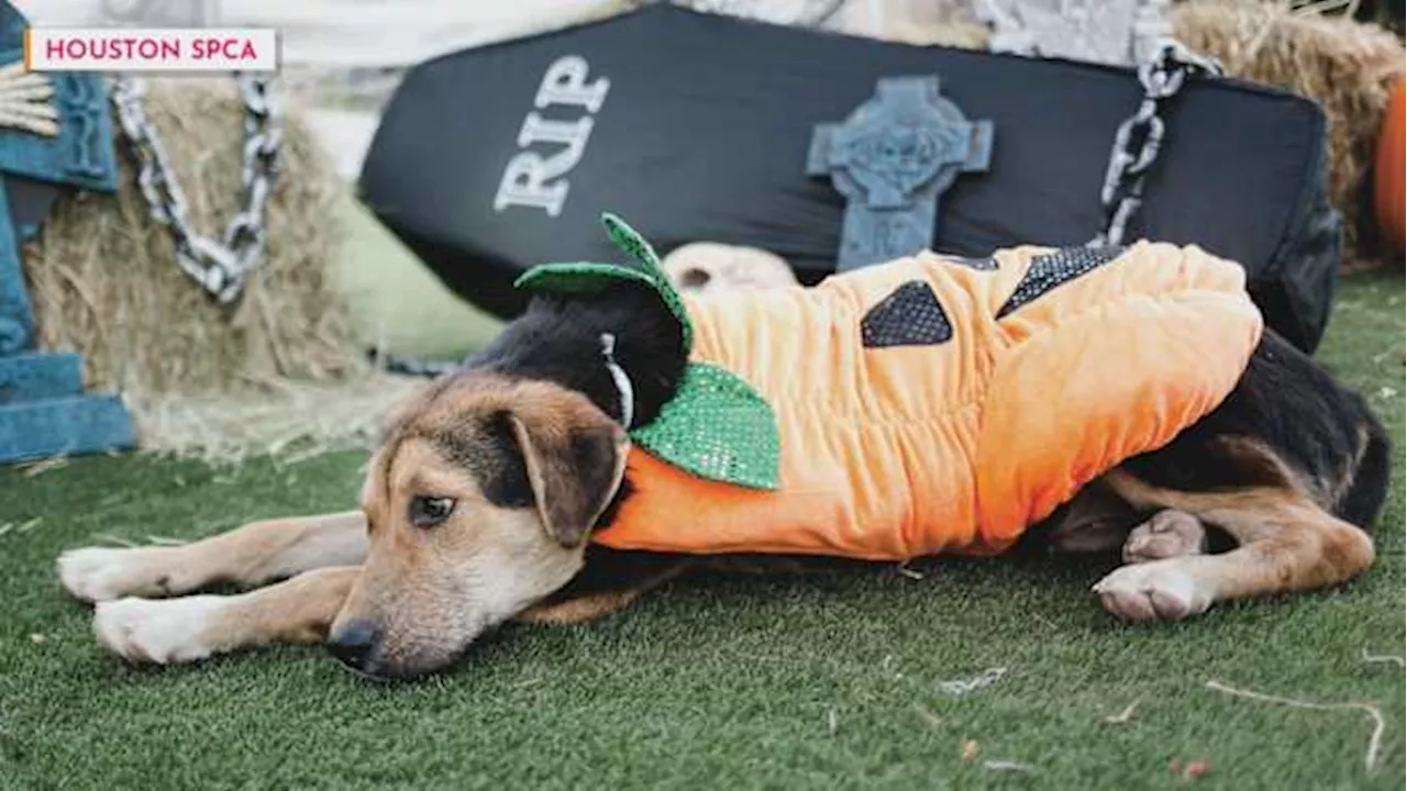 Tips for selecting the best Halloween costumes for your pet