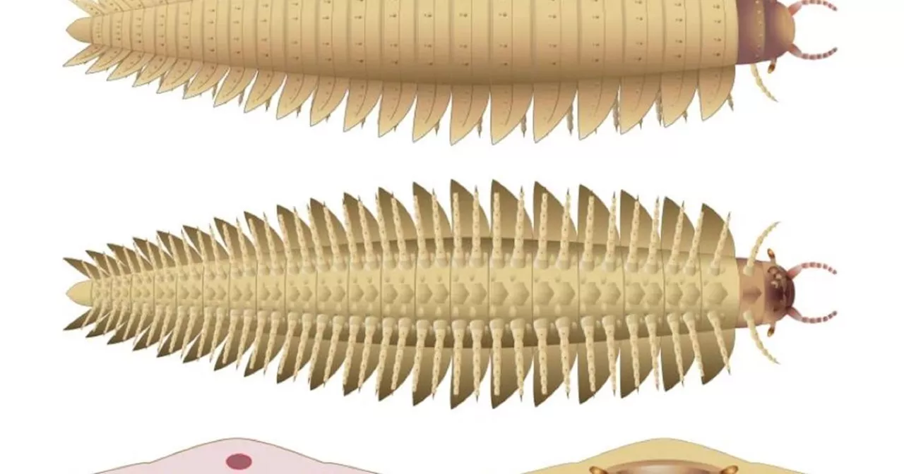 Des scientifiques modélisent la tête d’un mille-pattes géant disparu de 2,6 mètres de long