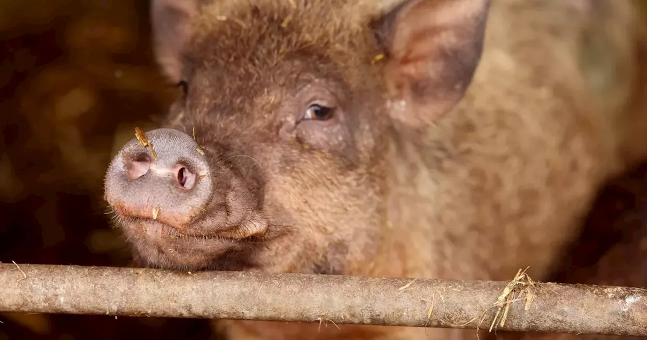 Pork import restrictions on Isle of Man to prevent spread of African swine fever