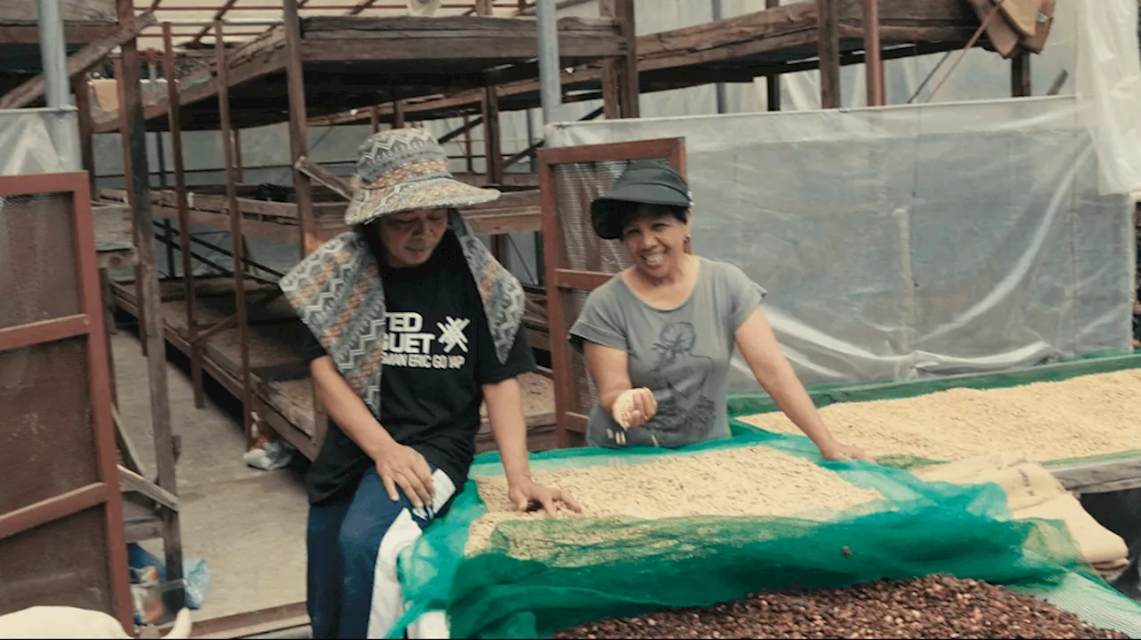 Coffee growing in Atok, Benguet: From backyards to global market