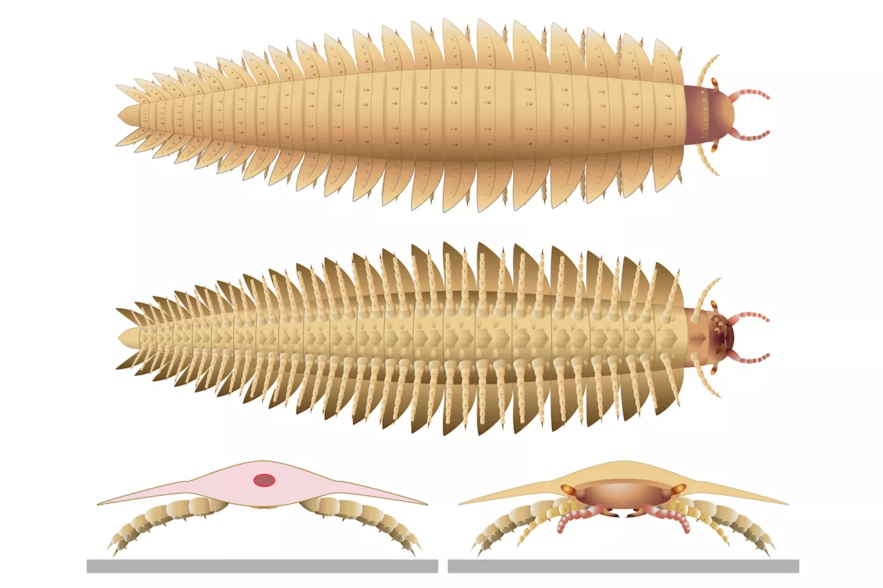 Scientists now know what the head of the biggest bug to ever crawl the Earth looked like