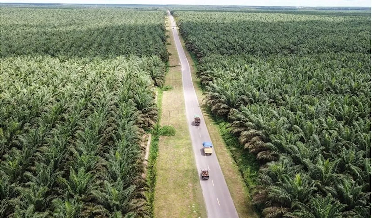 Tutupan Sawit di Indonesia di Ambang Batas Daya Dukung dan Daya Tampung