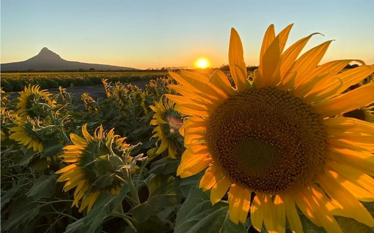 Campo de girasoles en Tamaulipas se prepara para temporada 2024