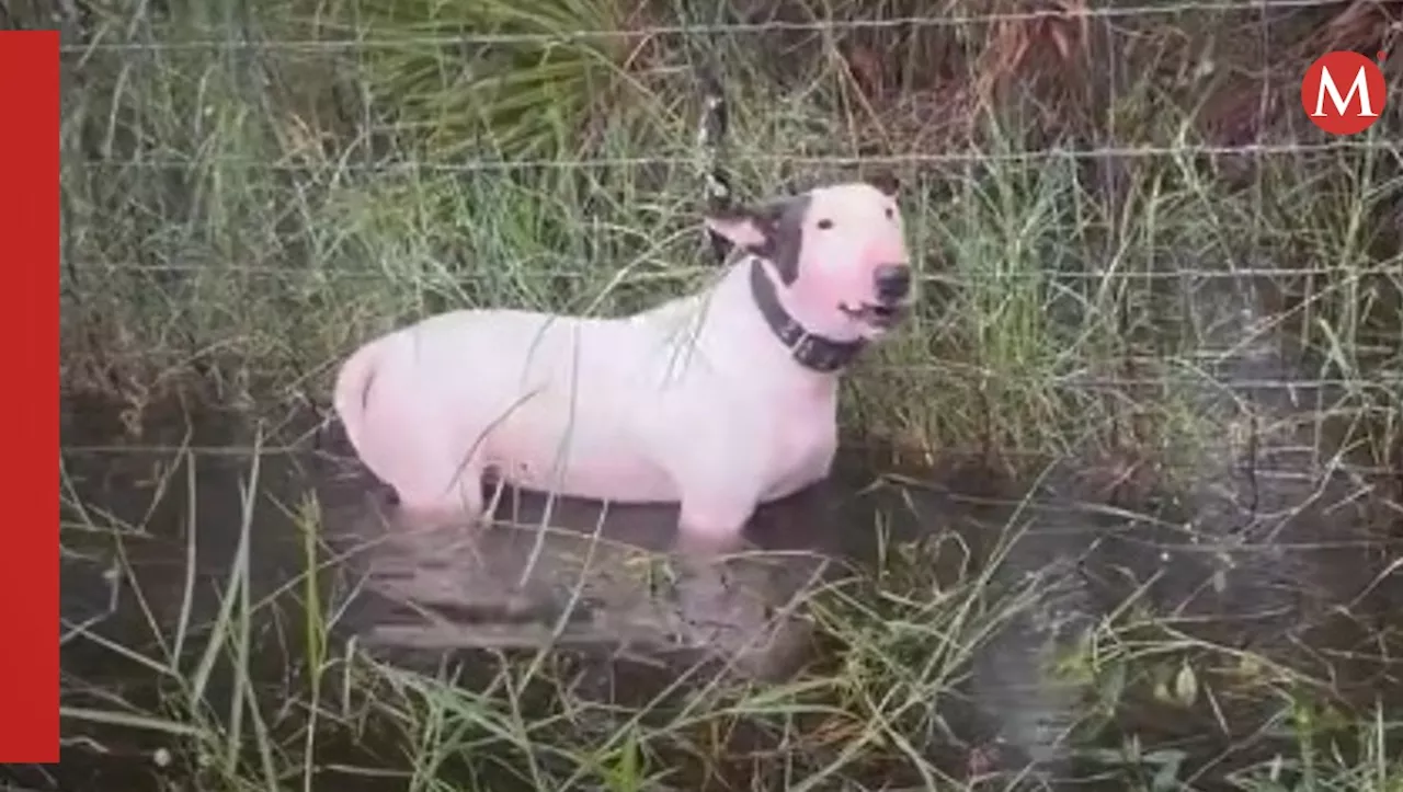 Policía rescata a perrito atado a reja antes de la llegada del huracán 'Milton' a Florida