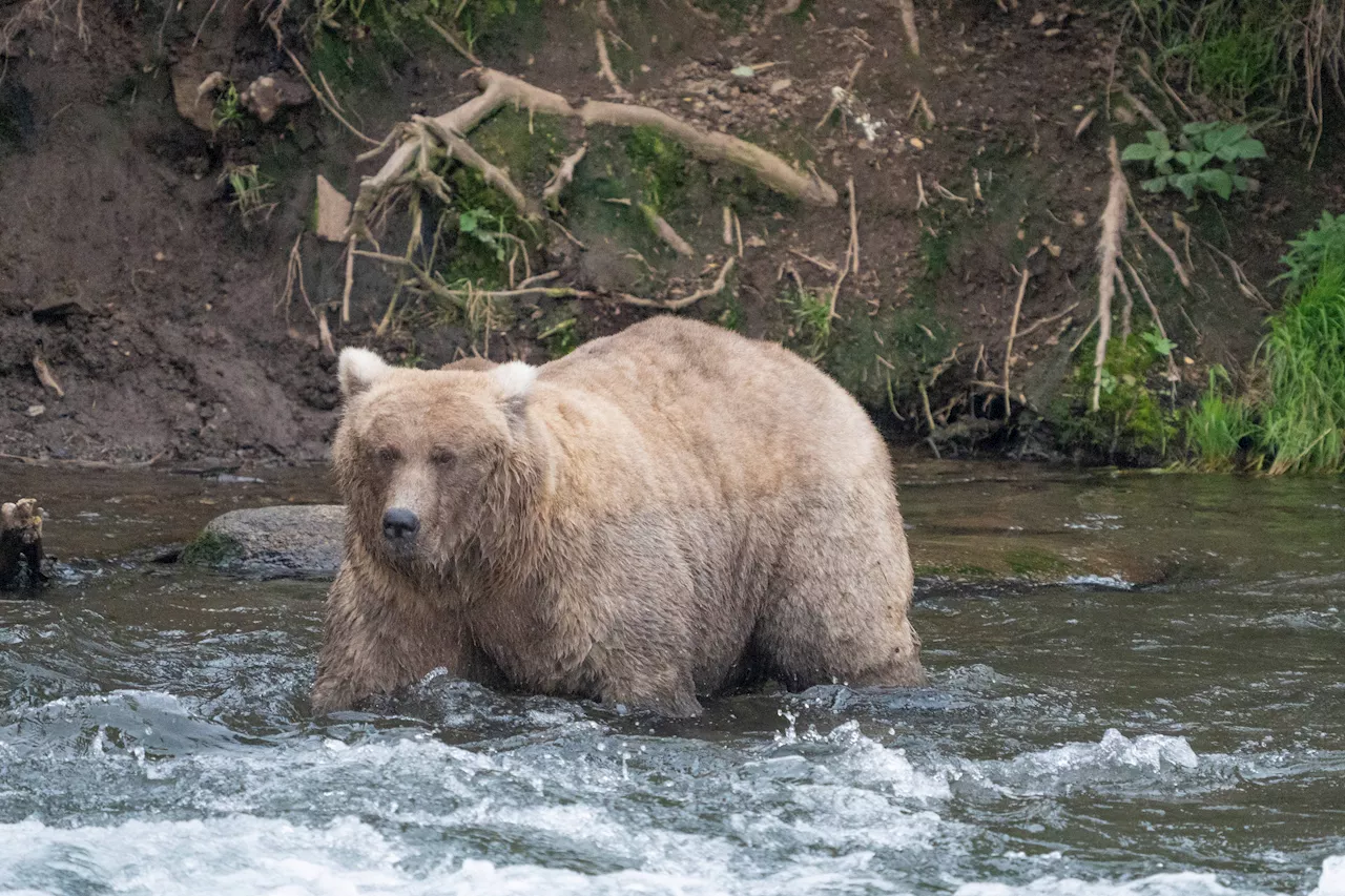 Graze crushes bear that killed her cub to win her second Alaska Fat Bear Week contest