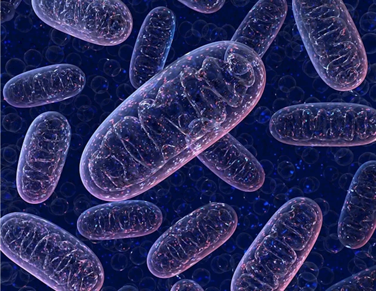 Study reveals why paternal mitochondria must be removed during early development