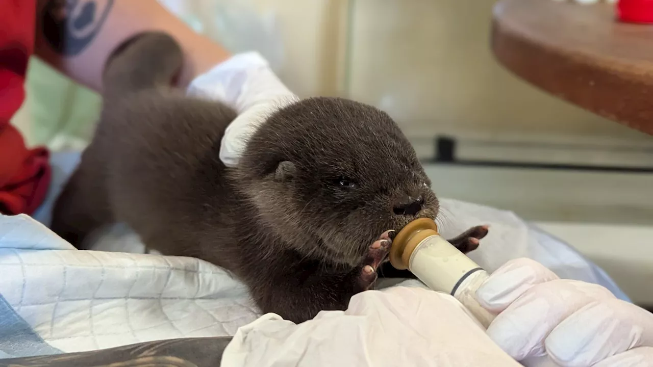 Hochwasser-Otterbaby ist neuer Star im Tierschutzhaus in Vösendorf