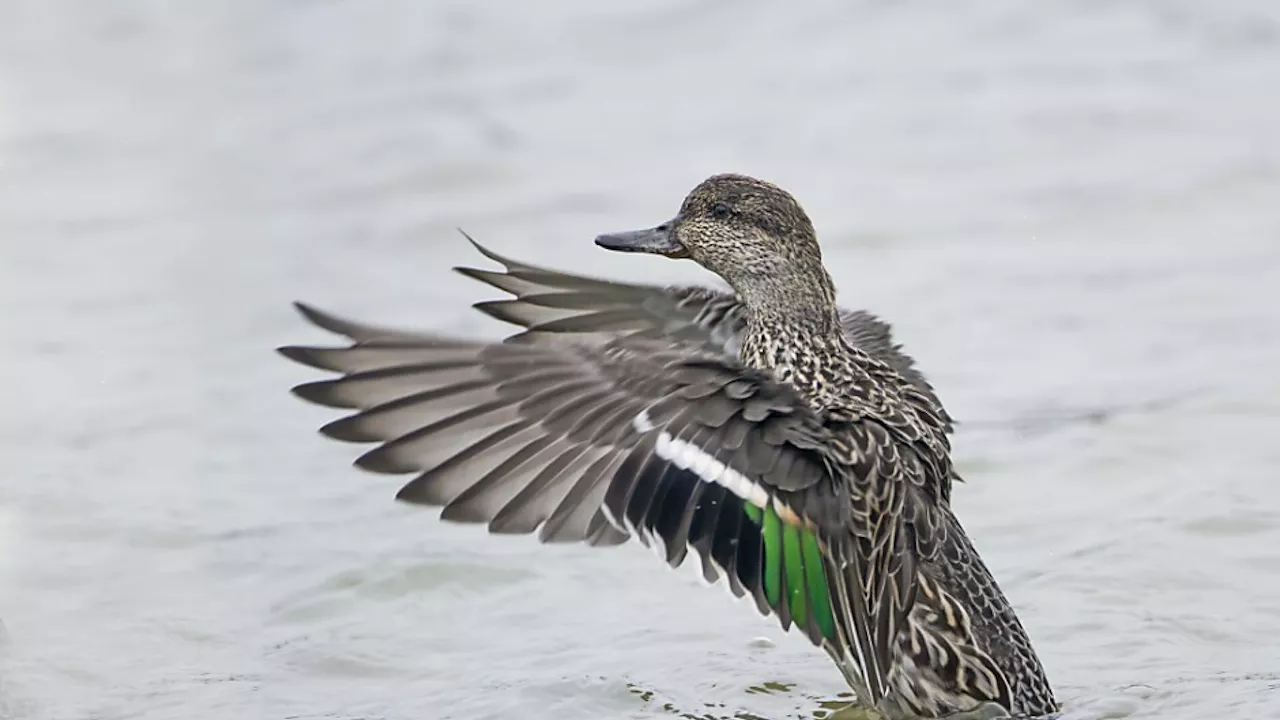 Stark gefährdete Krickente ist Vogel des Jahres 2025