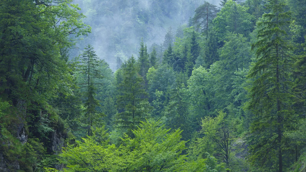 Um 1,20 Euro kann jeder einen Quadratmeter Wildnisgebiet schützen