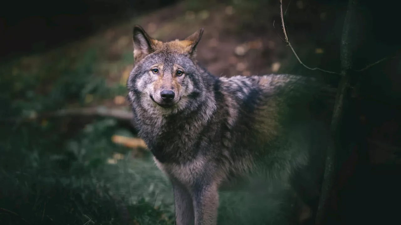 Wolf an der B 18 gesichtet