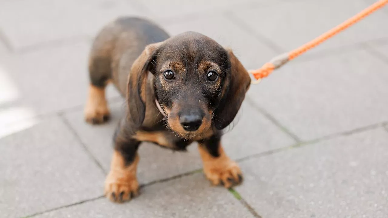 Hamburg & Schleswig-Holstein: Hundesteuer bringt Hamburg erneut Rekordeinnahmen