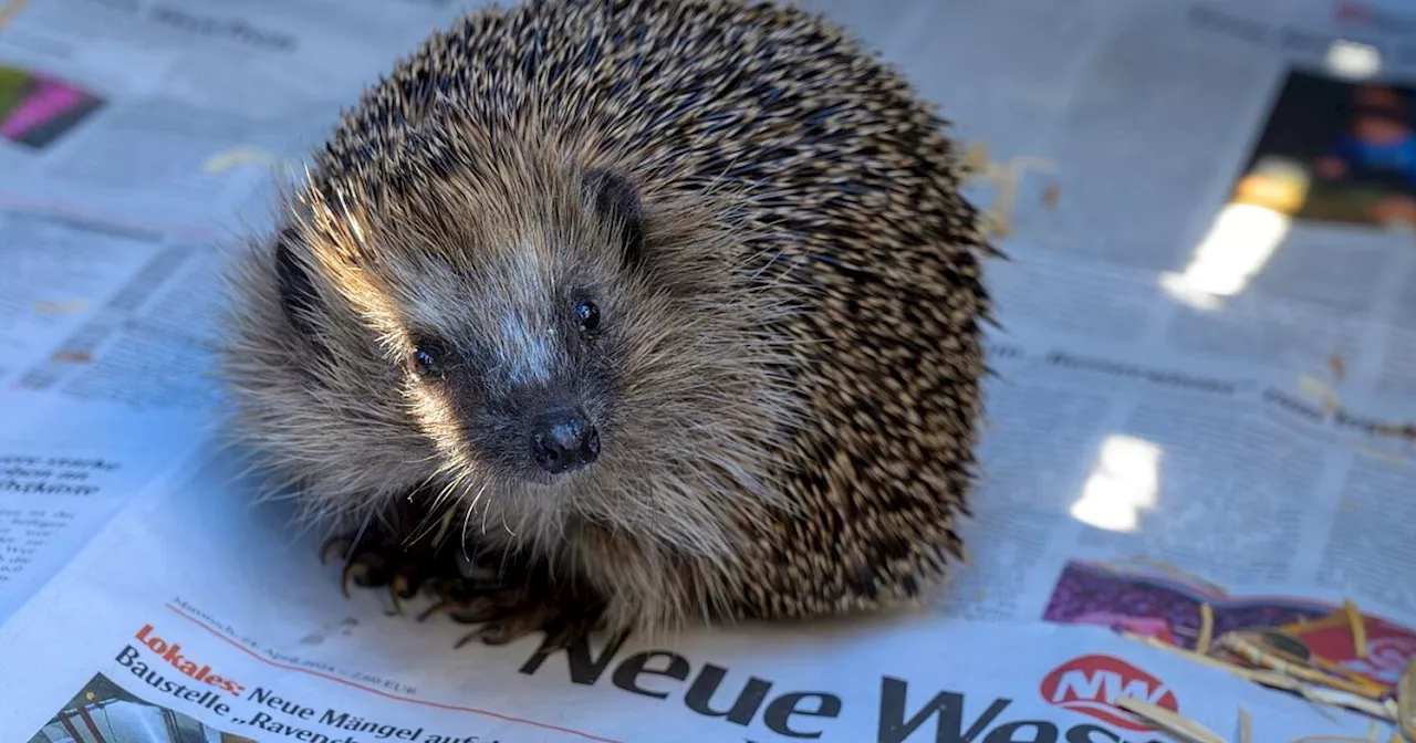 Happy End aus Herford: Geretteter Igel Joy hat Nachwuchs bekommen