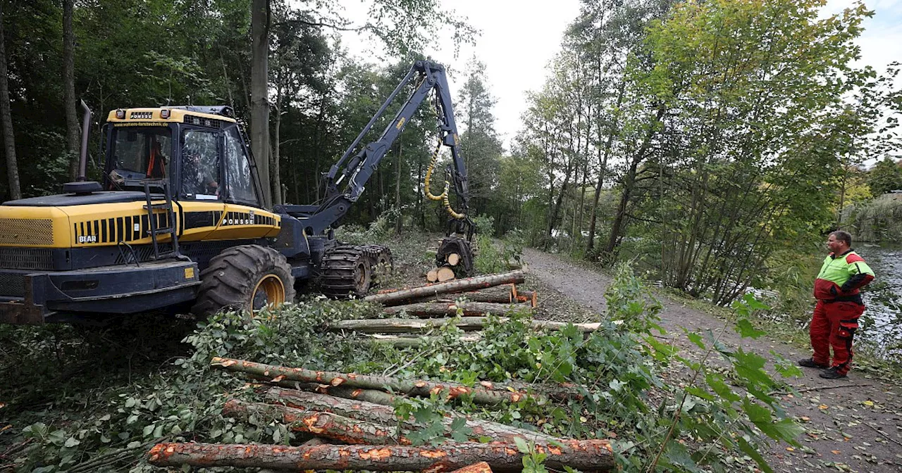 Werre-Radweg in Bad Oeynhausen wegen Baumfällarbeiten bis nächste Woche gesperrt