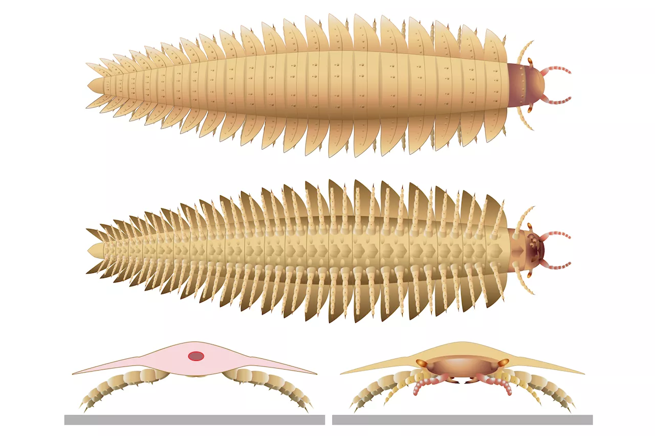 Scary head of fossilized, 9-foot bug from 300M years ago recreated by scientists