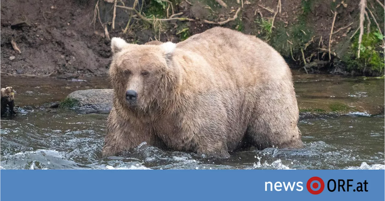 „Fat Bear“-Wettbewerb: Grazer setzte sich zum zweiten Mal durch