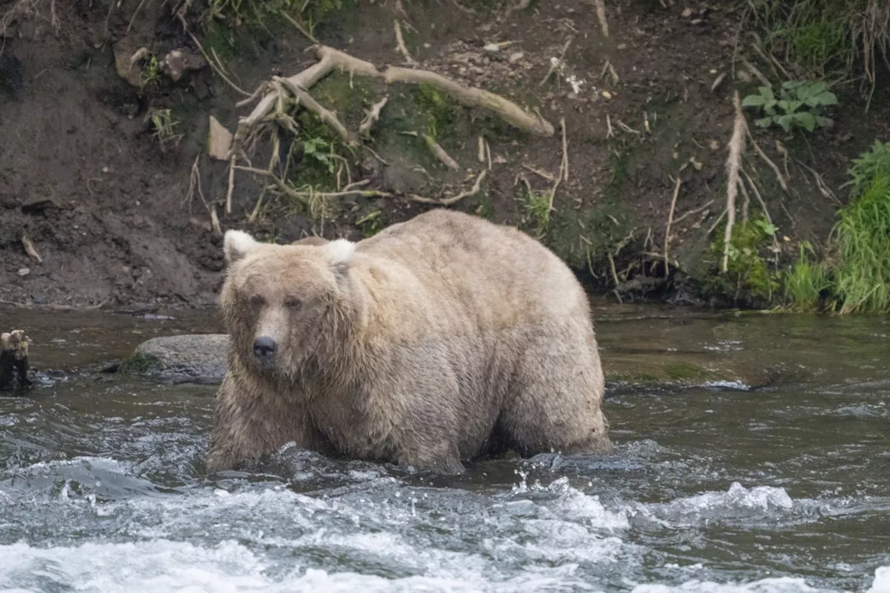 Grazer beats the behemoth that killed her cub to win Alaska's Fat Bear Contest