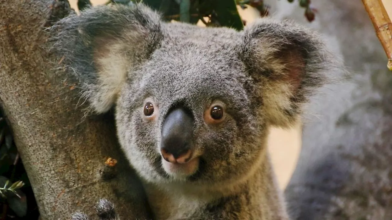 Koala-Weibchen stirbt nach Notoperation im Zoo Dresden