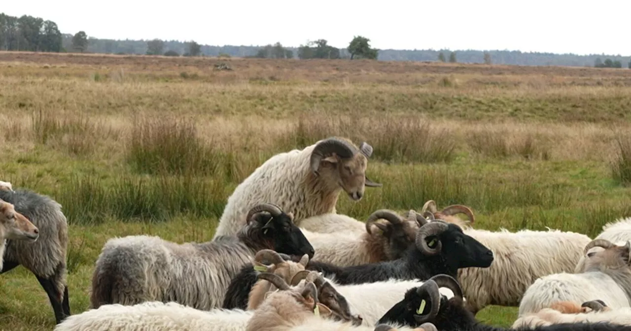 Het is weer bronsttijd voor schaapskudde Ruinen: vijftien rammen mogen honderden ooien dekken