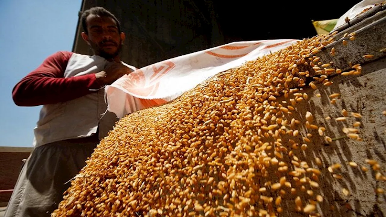 Algeria bars France from wheat import tender as relations sour - SABC News - Breaking news, special reports,