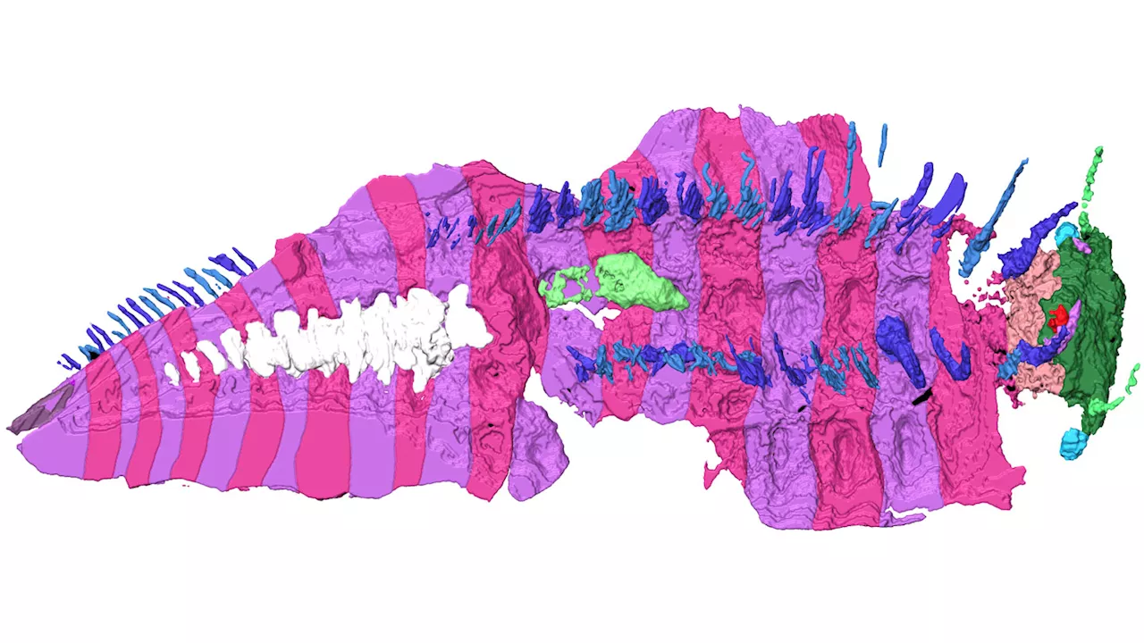 The largest arthropod to ever live finally has a head 