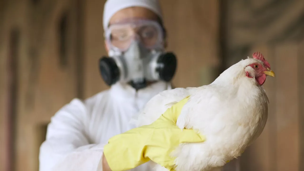 Australia braces for deadly bird flu outbreak