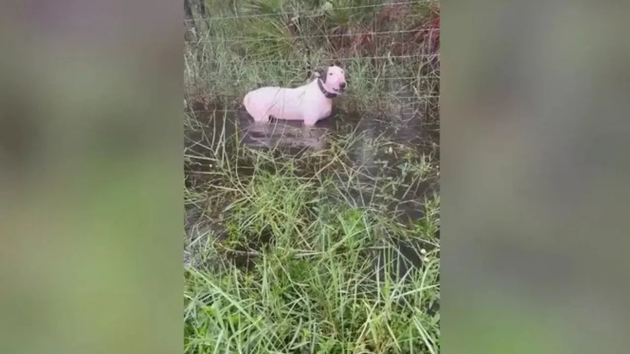 Florida trooper rescues dog tied to pole in puddle as state braces for Hurricane Milton