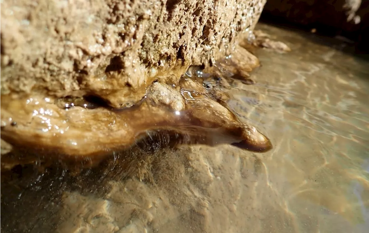 Zion National Park is monitoring water for toxic bacteria and cautioning visitors