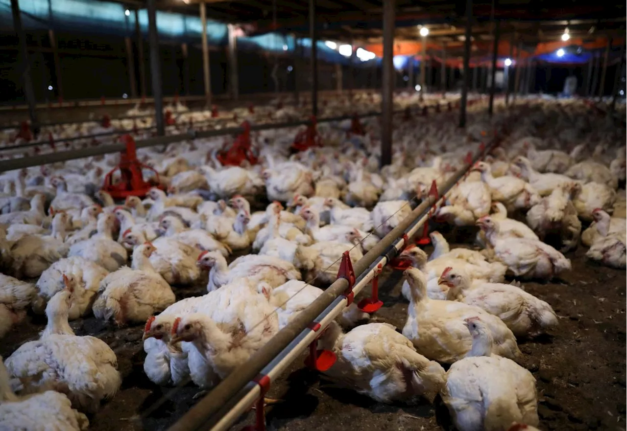 Govt to let chicken breeders, egg producers decide on subsidy split, says Mat Sabu