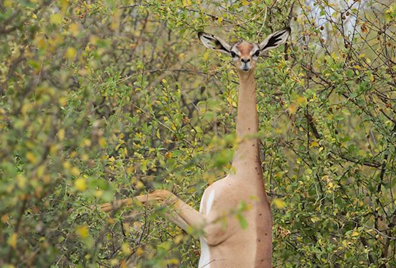 QuickCheck: Can an animal live without drinking any water?