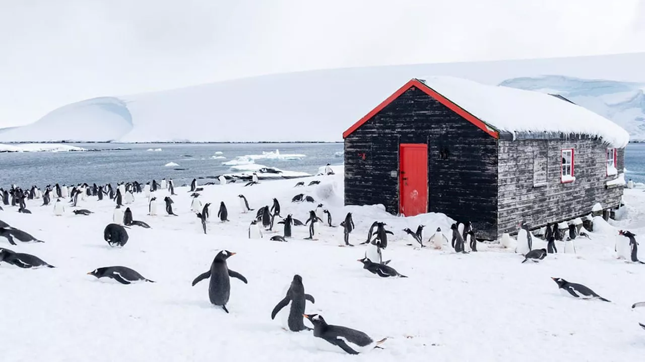 Antarktis: Ist Pinguine zählen der beste Job der Welt?