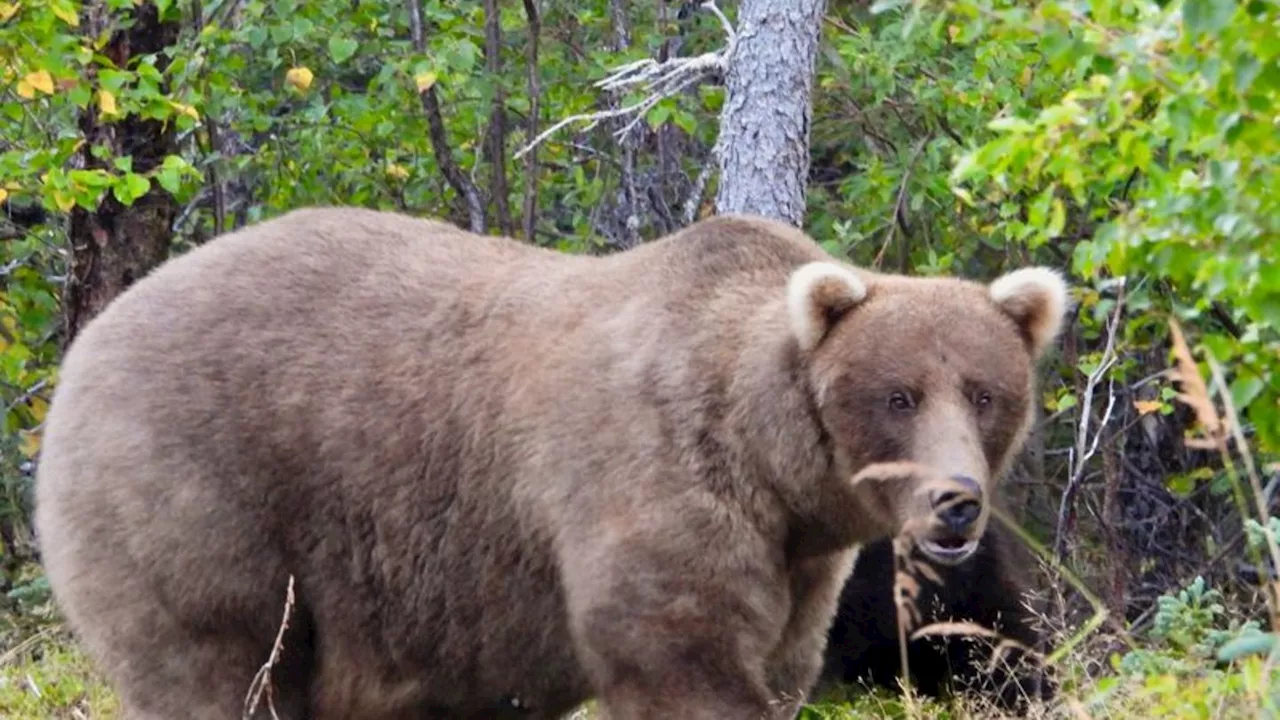 Grazer verteidigt Titel bei der 'Fat Bear'-Wahl in Alaska