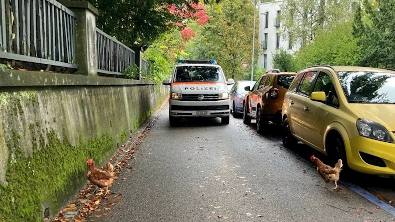 Wiederholungstäter: Zwei Hühner halten die Polizei auf Trab +++ Autofahrer aus dem Tessin hängt Polizei ab – Zeugenaufruf +++ Asylsuchende ziehen in Jugendherberge ein