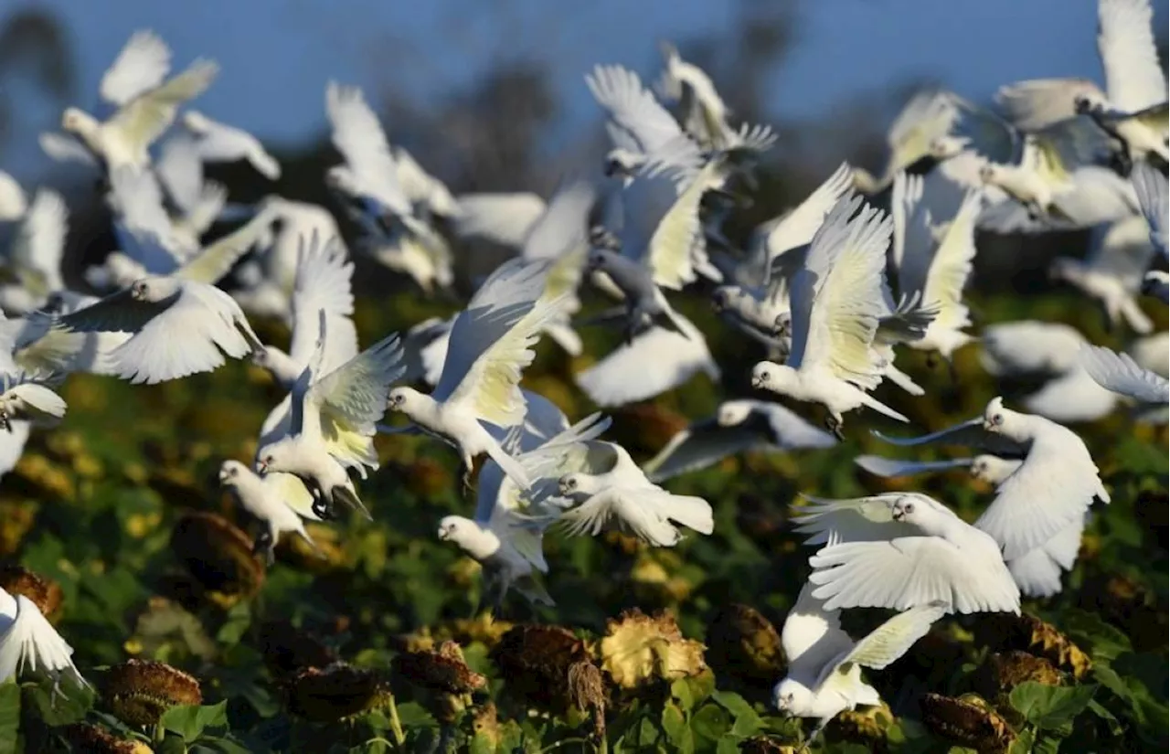 Australia, New Zealand brace for bird flu threat